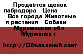 Продаётся щенок лабрадора › Цена ­ 30 000 - Все города Животные и растения » Собаки   . Мурманская обл.,Мурманск г.